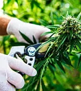 Cannabis Industry Security